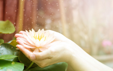 Hand holding lotus or water lily for Vesak day, Buddhist lent day, Buddha's birthday, Buddha Purnima worshiping, and world human spirit.