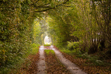 Autum landscape northern germany