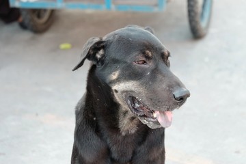 Black Thai dog sitting on the ground floor at the market place with a tongue out and blurred a vehicle wheel