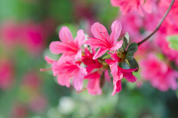 Rhododendron, Azalee, Blüte