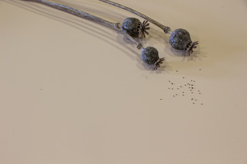 Poppy seeds on beige background