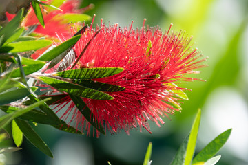 Bottle Brush