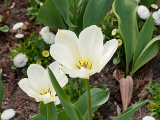 Obraz premium Tulipe fosteriana 'Tulipa Exotic Emperor'