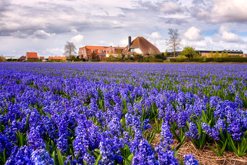 Plakat Amazing nature landscape, blue hyacinths flowering on the spring field and blue cloudy sky, Netherlands, Holland. Traditional dutch agricultural background