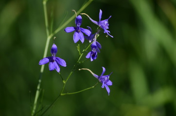 Flowers Plants and Insects