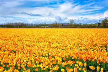Amazing nature landscape, yellow tulips flowering on the spring field and blue cloudy sky, Netherlands, Holland. Traditional dutch agricultural background