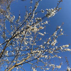 Cherry blossom in early Spring
