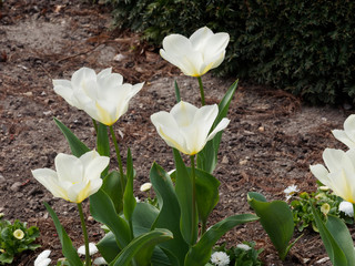 Tulipes fosteriana 'Tulipa Exotic Emperor'