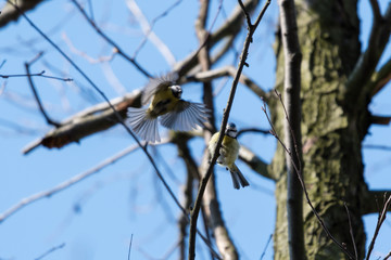 Great tit on a branch and flies the other.