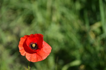 Flowers Plants and Insects