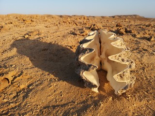 große exotische Muschel auf Saharastrand