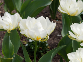 Tulipe fosteriana 'Tulipa Exotic Emperor', élégante fleur de couleur blanche entourées de plumes...