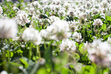 bright summer field with white clover flowers