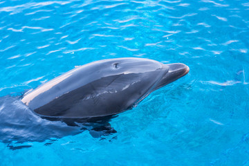 Dolphin in a blue water