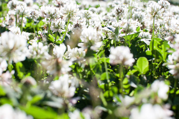 bright summer field with white clover flowers