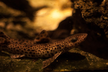 Tropical ocean underwater with corals and fish. Underwater landscape