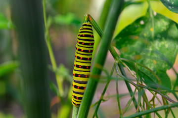 caterpillar on a leaf