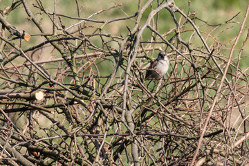Sparrow bird sitting on a branch near a bush.