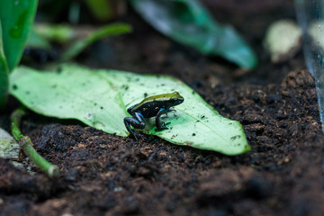 poisonous frog, poison dartfrog Phyllobates terribilis a dangerous animal from the tropical rain forest of Colombia. Toxic amphibian with bright yellow and orange colors