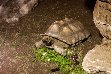 Fototapeta premium The turtle slowly reaches its goal. Concept is the passing time, slowness.