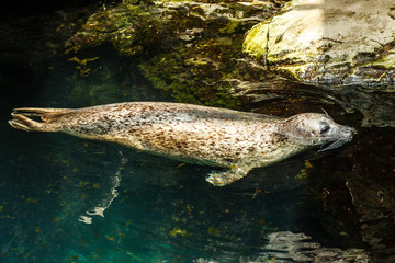 Seal lazy and sleeping in blue waters