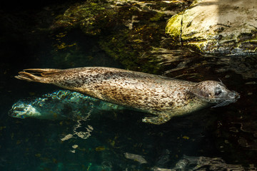 Seal lazy and sleeping in blue waters