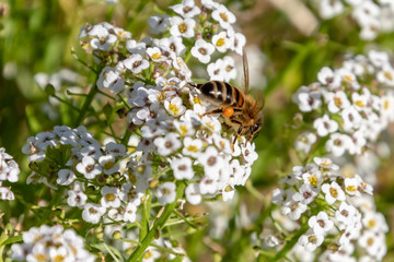 Honey Bee in the tiny white wildflowers