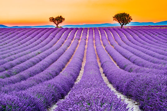 Valensole, Provence in France