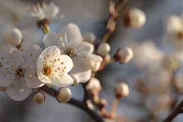 Spring flowers blooming on a tree