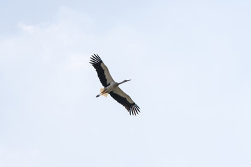White stork flying in the sky.