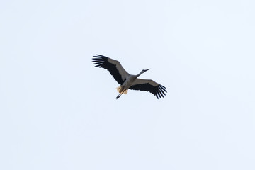 Fototapeta na wymiar White stork flying in the sky.