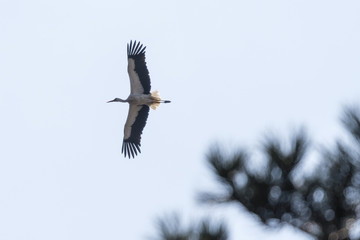 White stork flying in the sky behind tree branches.
