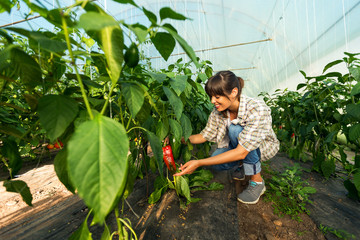 Fototapeta premium Woman gardener in greenhouse harvesting pepper