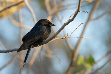 Fork-tailed Drongo - Dicrurus adsimilis, beautiful black long tailed perching bird from African bushes, Namibia.