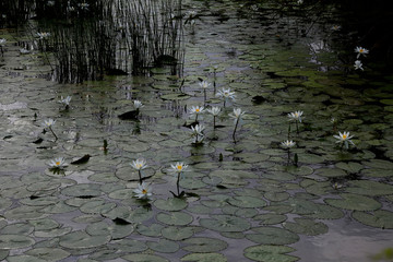 white lotus in water - water lily