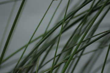 green grass, wter , landscape