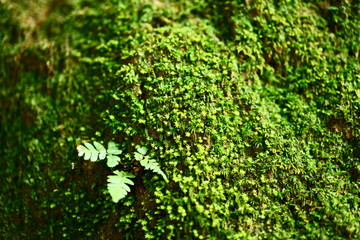 tree covered by moss and fern