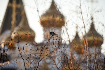 A sparrow sitting on a birch branch on the background of the golden domes of the Christian church in the rays of sunrise or sunset. Spring awakening