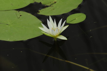 white lotus in water - water lily