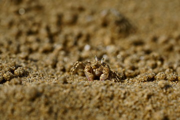 sand crab on the beach