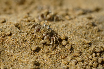 sand crab on the beach
