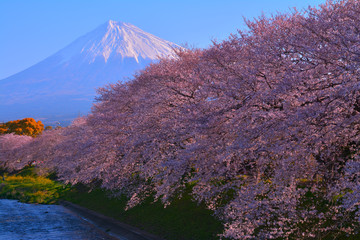 潤井川龍巌淵からの満開の桜と快晴の富士山 2019/04/03
