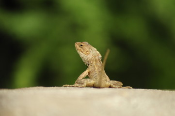 lizard on wall in green background