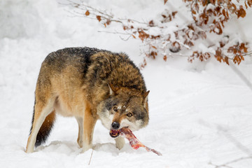 Wolf (Canis lupus) in the snow in the animal enclosure in the Bavarian Forest National Park, Bavaria, Germany.