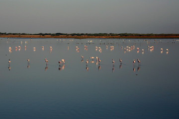 Fototapeta premium birds in water wide angle photography