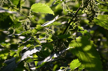 nature outise macros