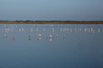 Fototapeta na wymiar birds in water wide angle photography