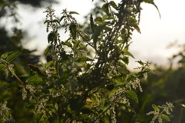 nature outise macros