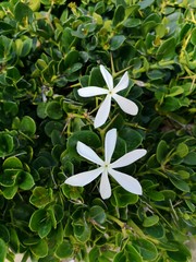 kontrastreiche weiße Tropenblume