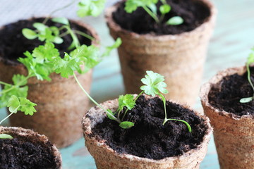Gardening background.Young fresh seedling of parsley growing in pot.